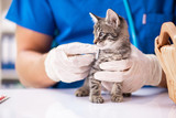 Fototapeta  - Vet doctor examining kittens in animal hospital