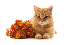 Brown Cat And Bouquet Of Chrysanthemums.