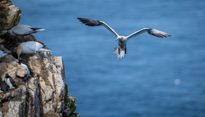 Gannets in flight