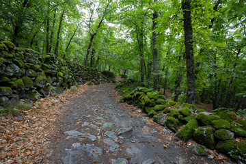 path in the green forest. Chestnut forest of Montanchez, Caceres, Extremadura, Spain