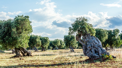 Olive trees in the countryside near the medieval white village of Ostuni