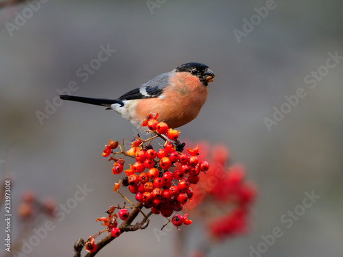 Cuadros en Lienzo Northern bullfinch, Pyrrhula pyrrhula