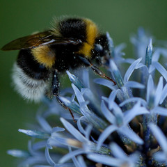 bee collects nectar on a flower