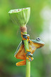 Tree frog, flying frog sits on the lotus leaf bud