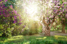 Beautiful Landscape With Old Lilac Tree Blossoming In The Garden. Lilac Bushes Under Bright Sun Rays