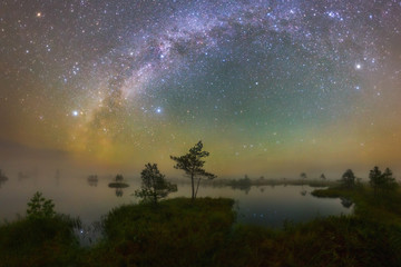 Wall Mural - swamp in the night