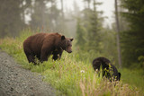 Fototapeta Tęcza - Brown Male Black Bear Tries To Impress Female