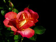 A beautiful red rose with dew drops is in the garden with a green background.