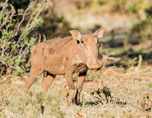 Warthog Portrait