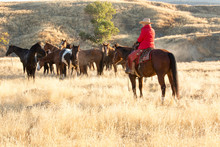 Horse Round-up Of Untamed Horses In Northern California