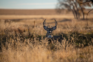 Wall Mural - A White-tailed Deer Buck on the Prairie of Colorado