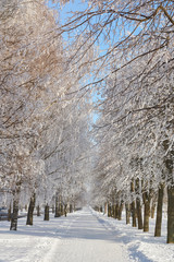 Wall Mural - Snowy walking path