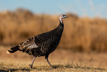 Wild Turkey In An Agricultural Field