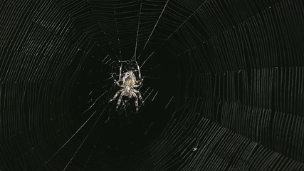 Big spider on a web at night. Large spider on a web