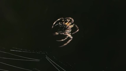 Big spider making a web at night. Large spider on a web