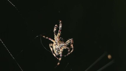 Big spider making a web at night. Large spider on a web