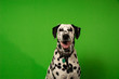 © Carlos R - Dalmatian green screen