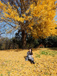 © atiger - Portrait of young Chinese woman in fashionable coat and hat sit in golden autumn forest in park, Cute girl in good mood posing in autumn day, enjoying good weather.
