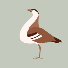 Bustard Bird ,stylized Vector Illustration,