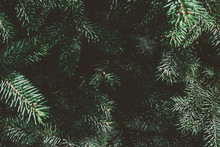 Christmas Fir Tree Background With Copy Space. Fir Tree Branches Texture.