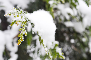 Wall Mural - Fir branch on snow. Winter landscape. natural snow scene