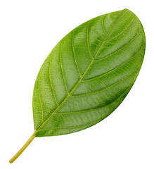 green leaf isolated