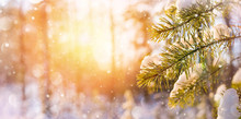 Winter Bright Background With Snowy Pine Branches In The Sun. Natural Bright Background.