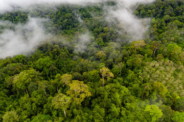 Wall Mural - Mist and cloud forming over a dense, tropical rainforest in Thailand