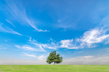 Wall Mural - Blue sky and clouds with green grass and trees. Beautiful sky on summer season.