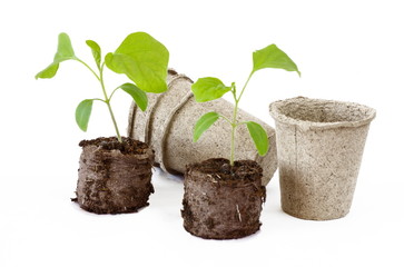 Eggplant seedlings in peat tablets and peat pots on white background