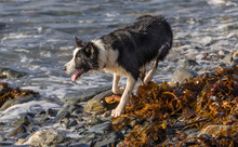 Collie Dog Chasing Waves