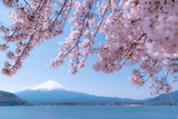Fototapeta Boho - 桜と富士