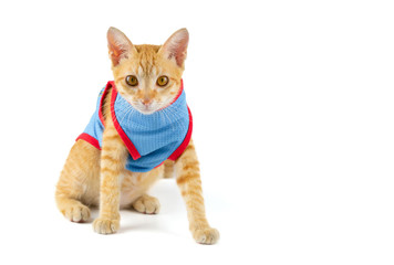 Wall Mural - Portrait of little ginger tabby cat sitting and wearing blue shirt with copy space isolated on white background.