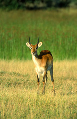 Wall Mural - Lechwe (Kobus leche), Moremi Wildlife Reserve, Ngamiland, Botswana, Africa