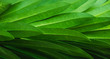 © nespix - Green leaf background and space for text