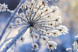 Fototapeta Dmuchawce - Frozen plant in morning close up in winter