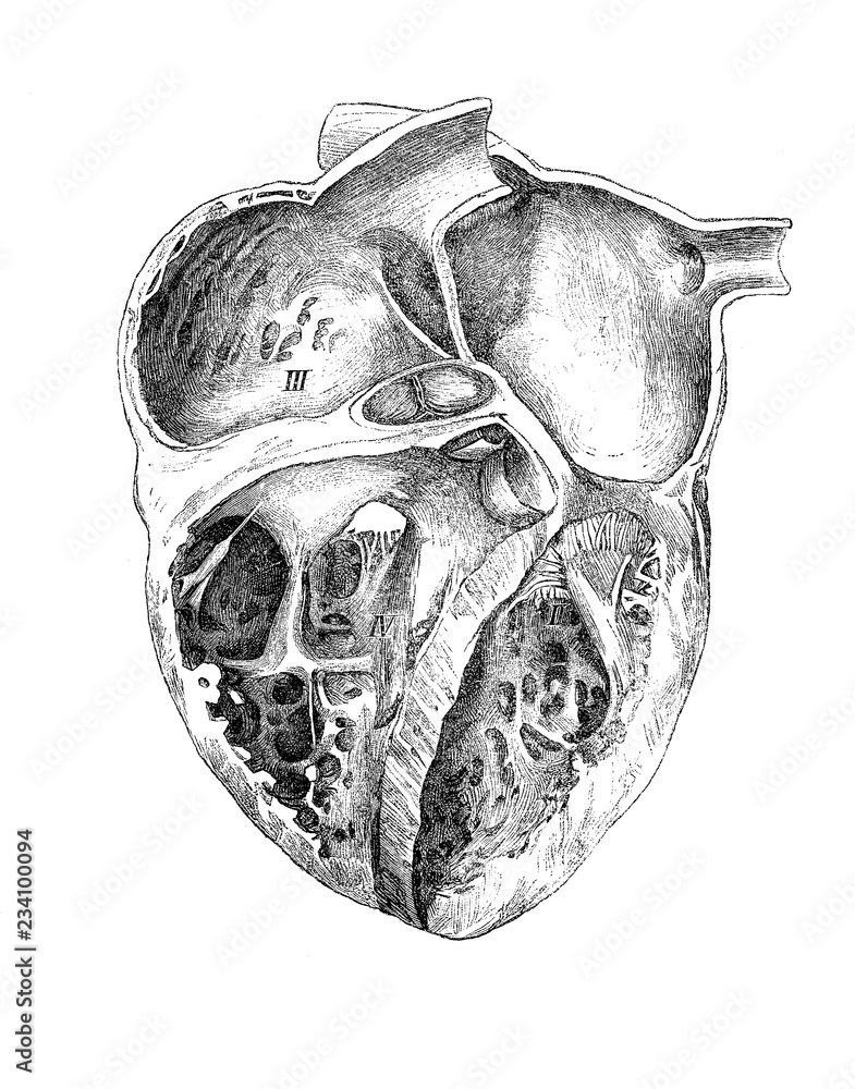 Vintage illustration of anatomy, human heart Stock Illustration | Adobe ...