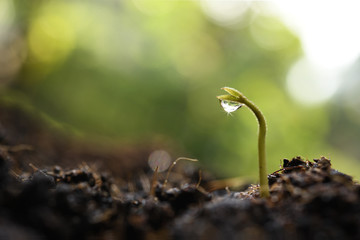 Young plant with drop of water in the morning light