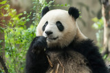 Fototapeta Zwierzęta - Giant panda eating bamboo