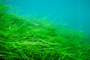 Wall Mural - Yellow perch underwater swimming over American Eel-grass in the St. Lawrence River