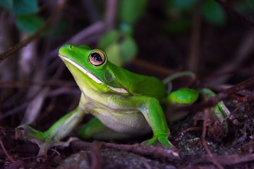 white-lipped tree frog