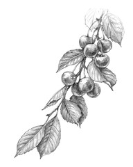Wall Mural - cherry branch pencil drawing