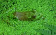 Frog in Pond