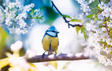 Wall Mural - cute little bird tit sitting on a branch of cherries with delicate white flowers in the spring fragr