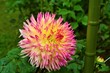 Pink tipped Dahlia