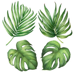 Set of exotic tropical green palm and monstera leaves. Watercolor hand drawn painting illustration isolated on a white background.