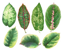 Set Green Leaves Of Tropical Plants- Ficus, Croton Variegatum, Maranta, Dieffenbachia. Watercolor Hand Drawn Painting Illustration, Isolated On A White Background.