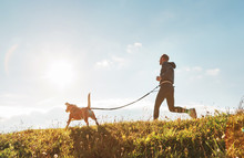 Canicross Exercises. Man Runs With His Beagle Dog At Sunny Morning