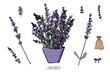 Lavender set composition in doodle style.