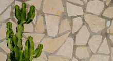 Detail Of Cactus In Front Of Spanish Style Wall